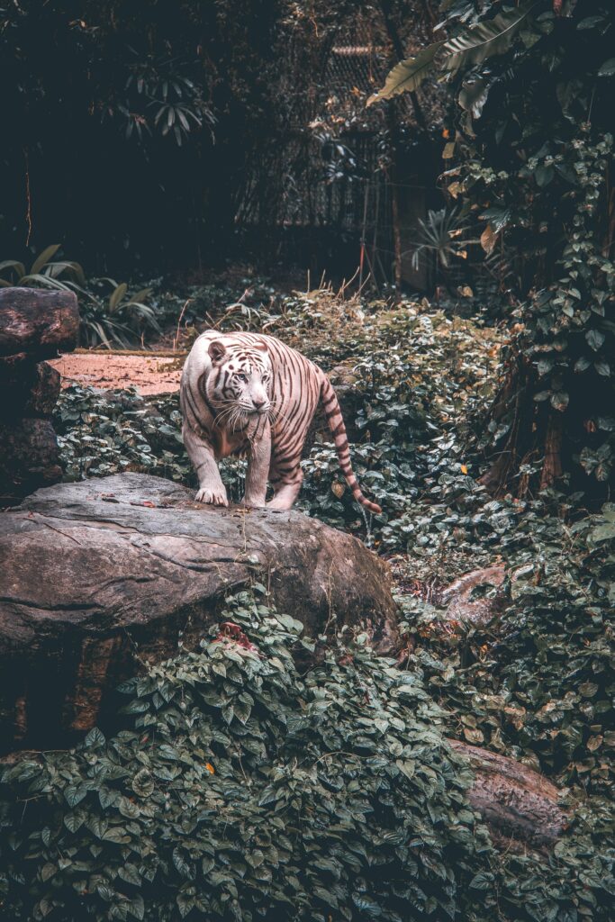 Majestic Tiger Wallpaper: Powerful Predator in Lush Green Landscape