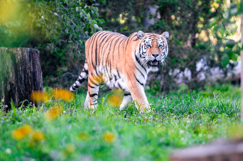 Majestic Tiger Wallpaper: Powerful Predator in Lush Green Background
