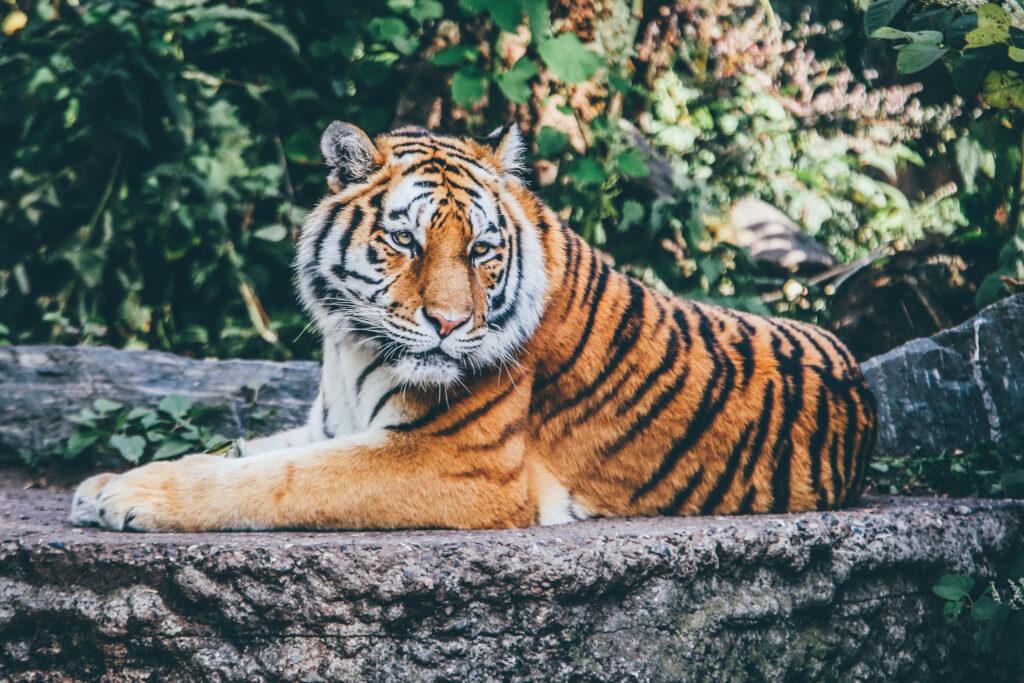 Majestic Tiger Wallpaper: Graceful Predator in Lush Greenery
