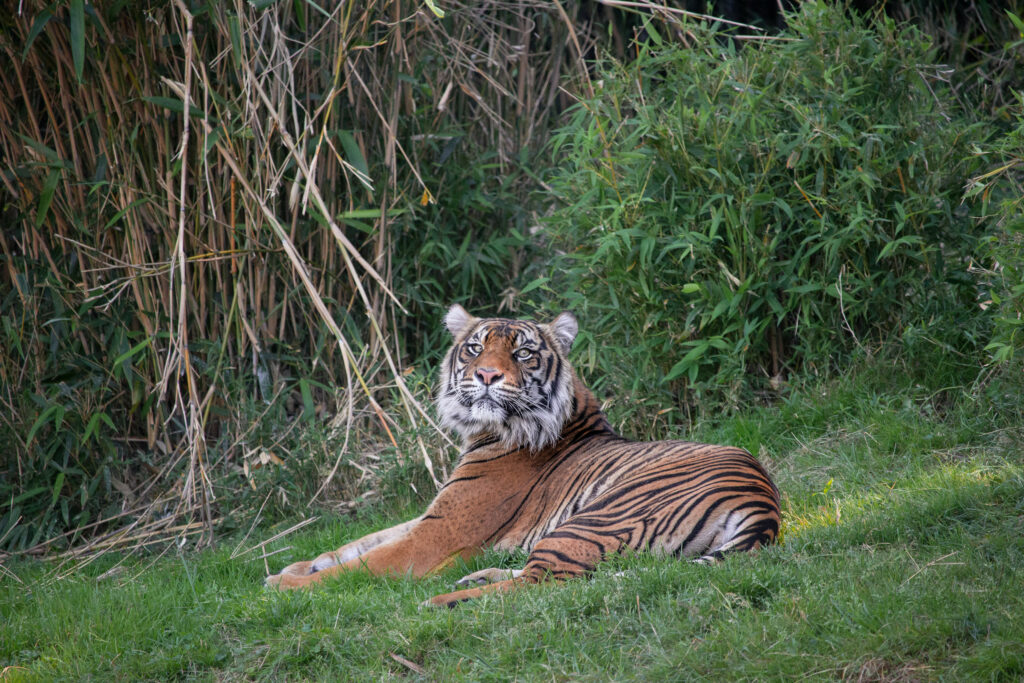 Majestic Tiger Wallpaper: Stunning Predator in Lush Greenery