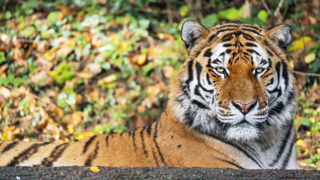 Majestic Tiger Wallpaper: Powerful Predator in Lush Forest Background