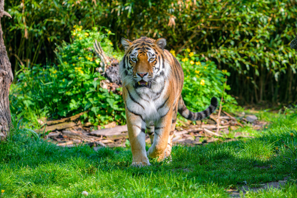 Majestic Tiger in Motion: Stunning Wallpaper of a Powerful Predator