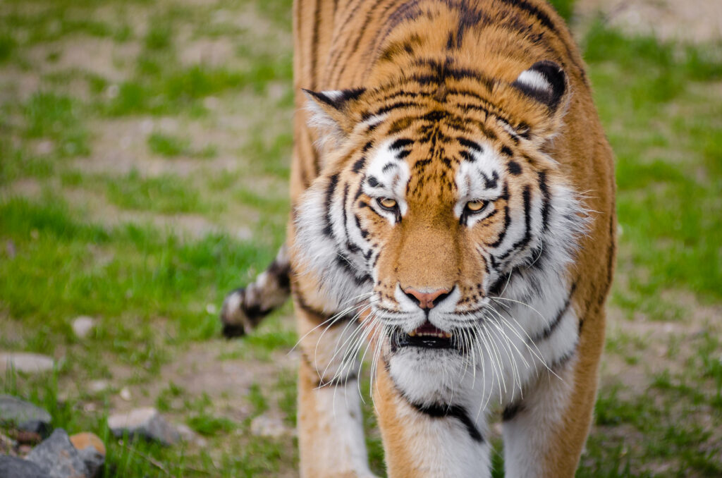 Majestic Tiger Wallpaper: Striking Predator in Lush Landscape