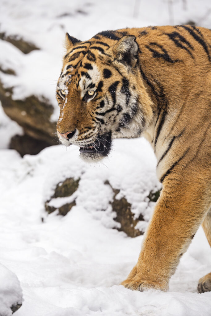 Majestic Tiger in Snowy Landscape: Nature's Elegance Wallpaper