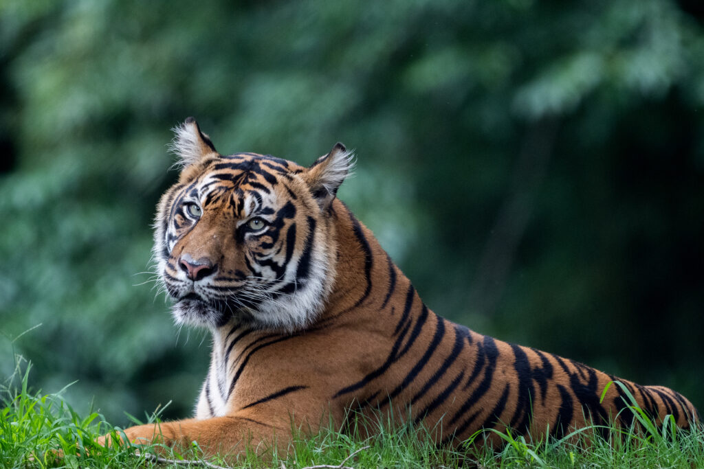 Majestic Tiger Wallpaper: Fierce Predator on Lush Green Background