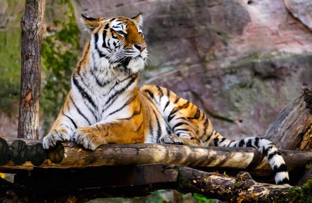 Majestic Tiger Wallpaper: Graceful Big Cat on Wooden Platform