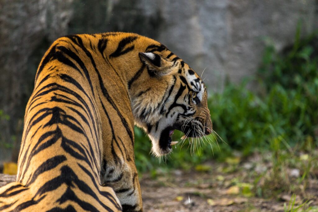 Majestic Tiger Wallpaper: Powerful Predator in Striking Detail
