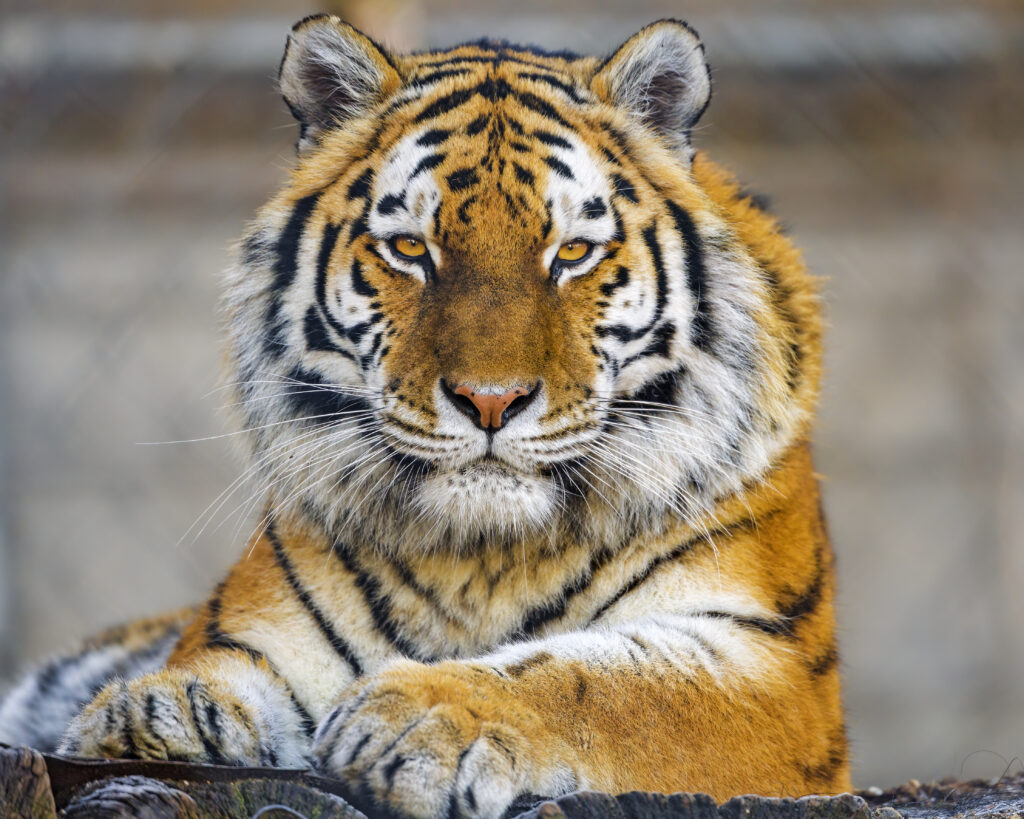 Majestic Tiger Wallpaper: Fierce Predator in Stunning Detail