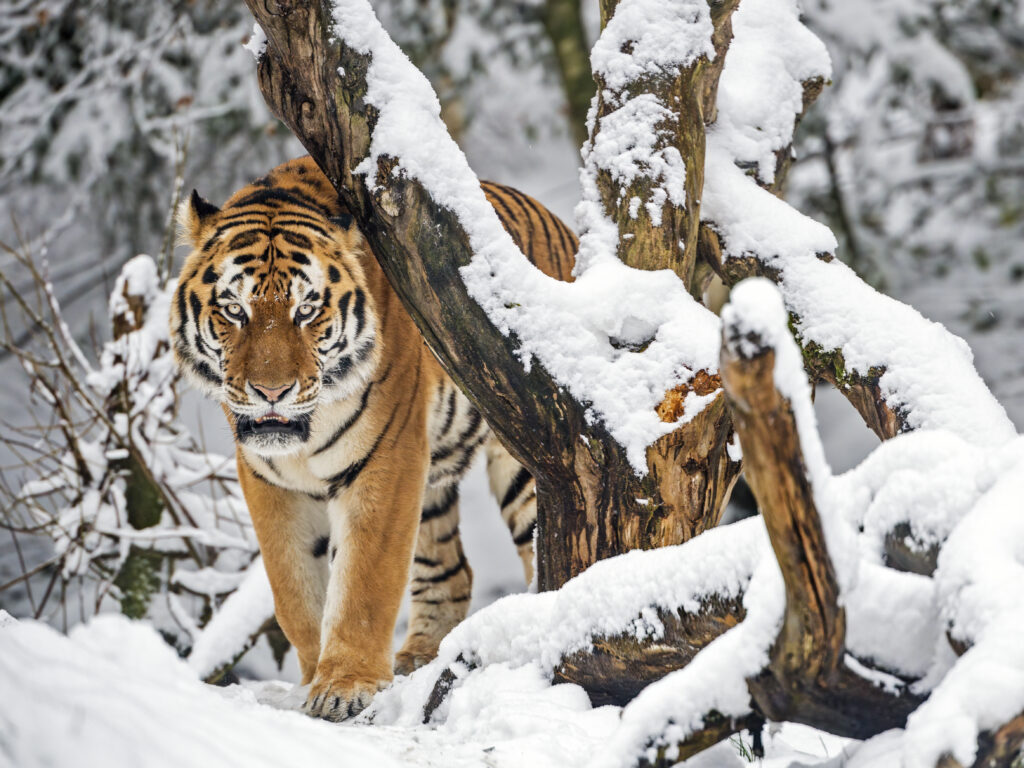 Majestic Tiger in Snowy Forest - Stunning Wallpaper Background