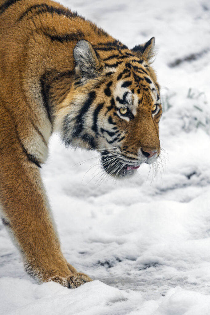 Majestic Tiger Prowling Snowy Landscape - Stunning Wildlife Background Wallpaper