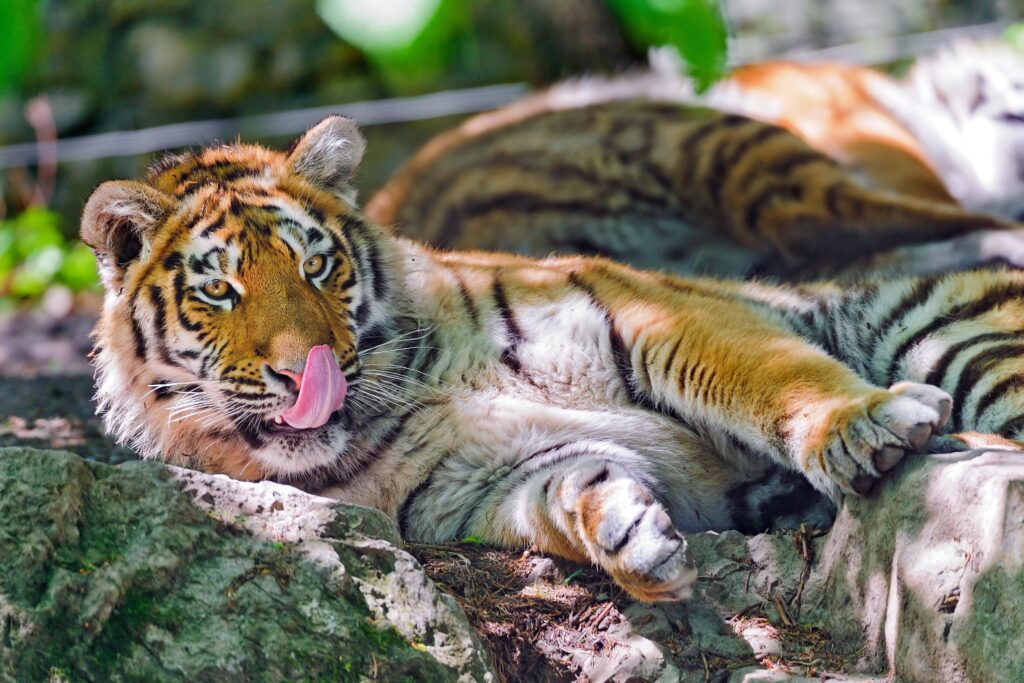 Majestic Tiger Wallpaper: Vivid Stripes & Captivating Gaze