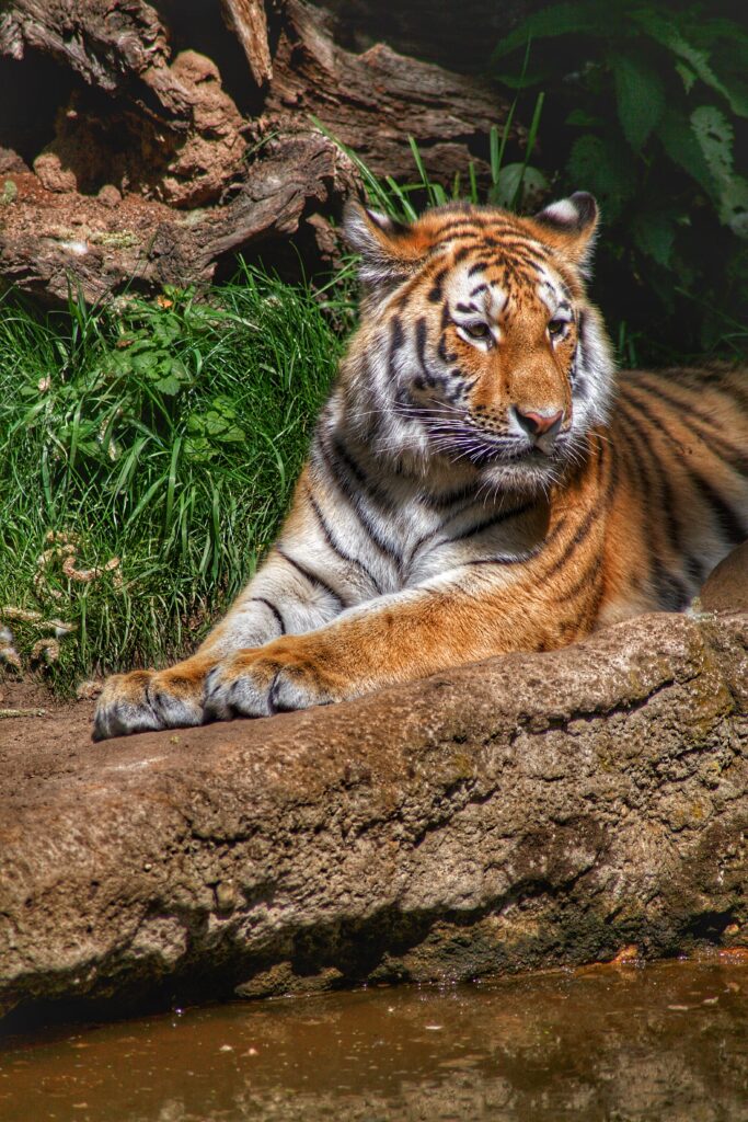 Majestic Tiger Resting on Rock: Serene Jungle Wallpaper