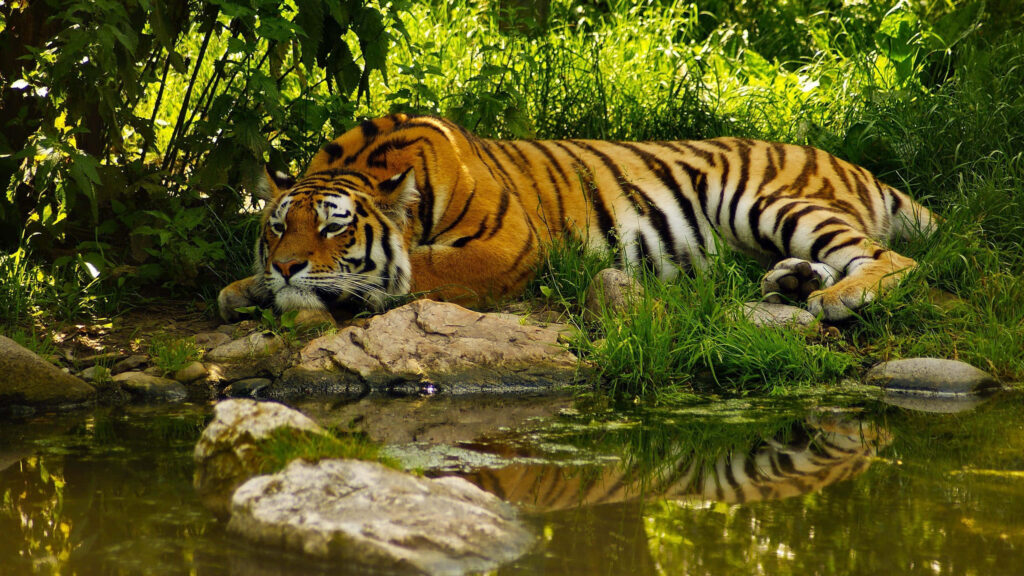 Majestic Tiger Wallpaper: Serene Forest Stream Background Art