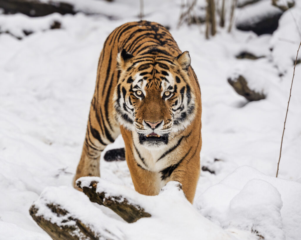 Majestic Tiger Wallpaper: Graceful Predator in Snowy Landscape
