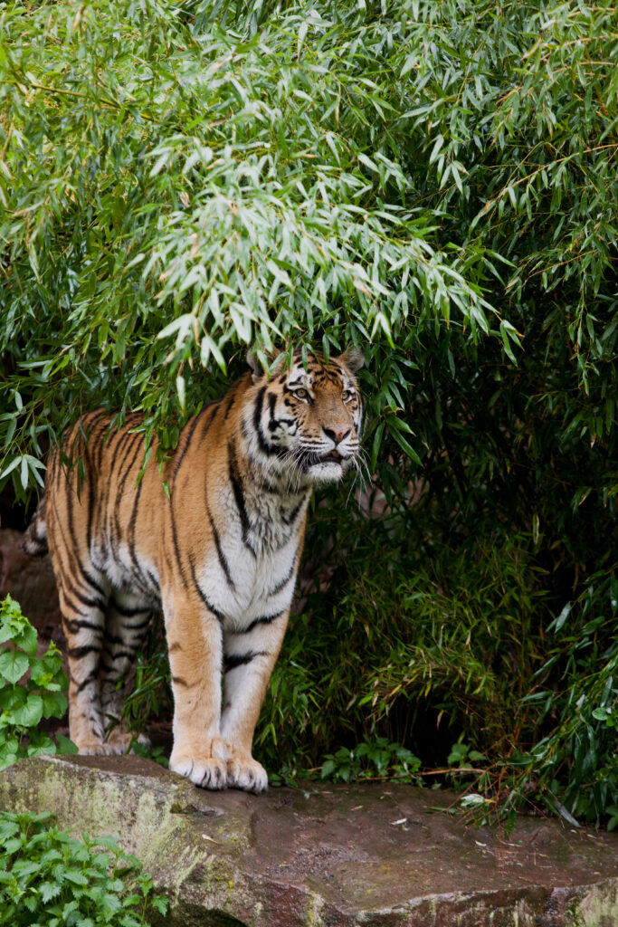 Majestic Tiger Camouflaged in Lush Forest - Wild Predator Wallpaper