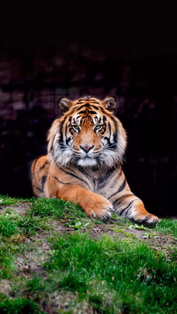 Majestic Tiger Wallpaper: Embrace Strength & Grace in Your Space