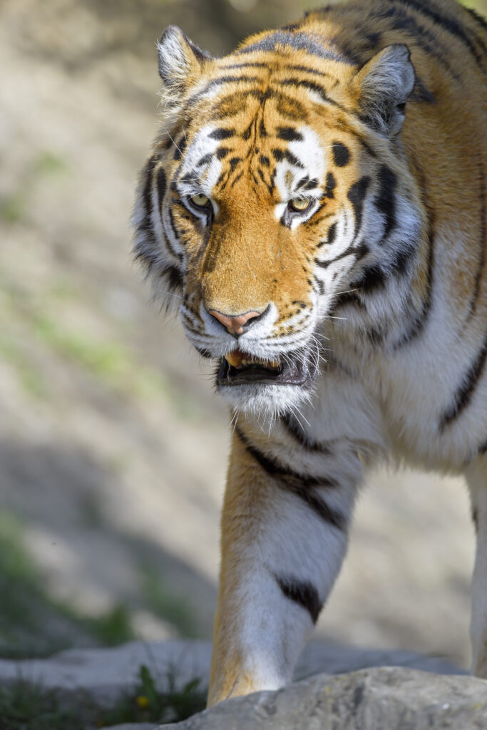 Majestic Tiger Wallpaper: Striking Features & Powerful Elegance