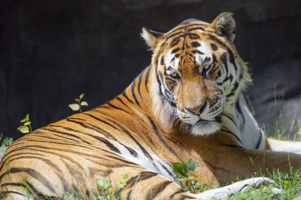 Majestic Tiger Wallpaper: Striking Big Cat in Relaxed Pose