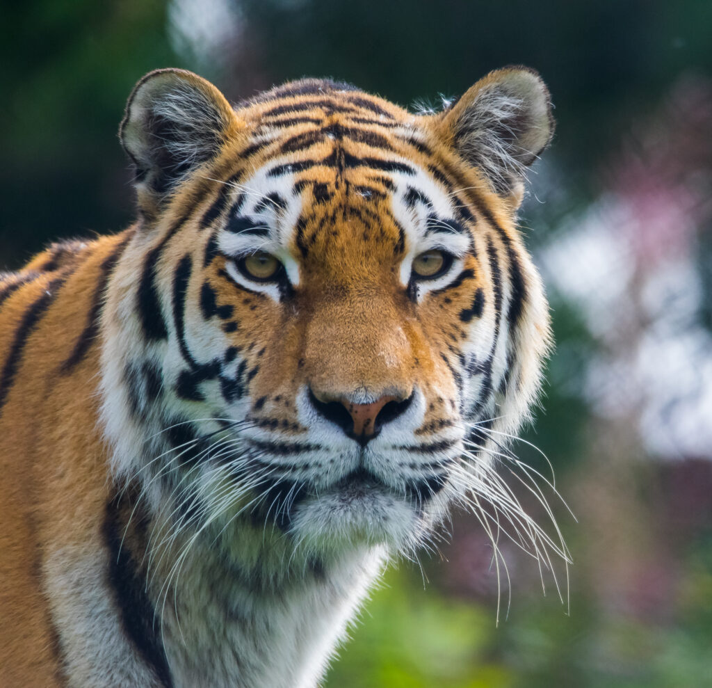 Majestic Tiger Wallpaper: Striking Patterns & Strong Presence