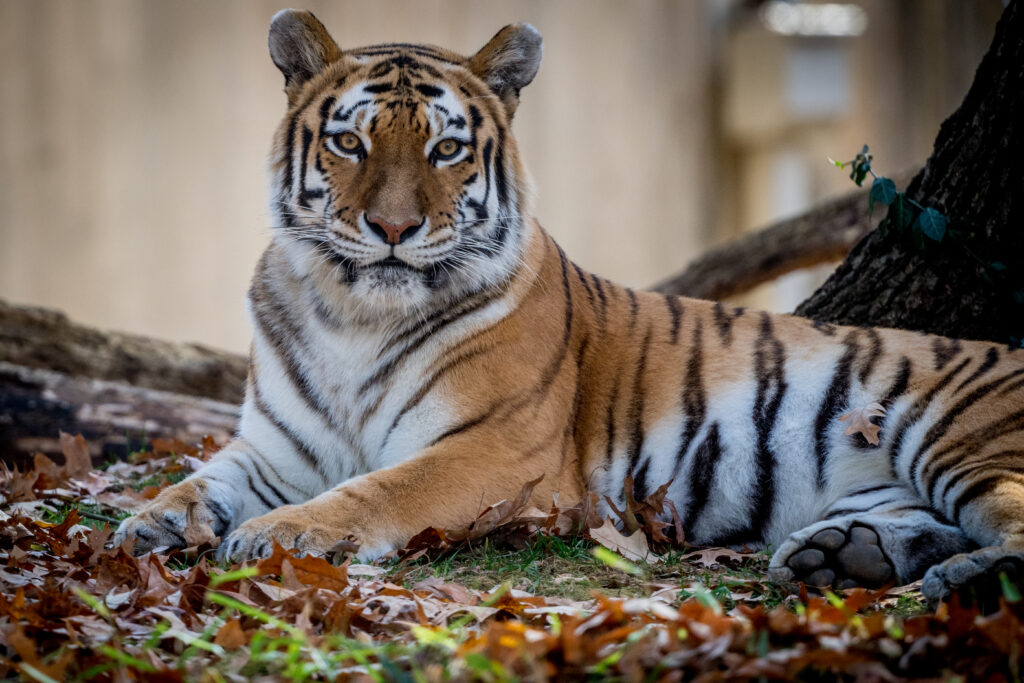 Majestic Tiger Resting on Leaves: Striking Wildlife Background Wallpaper