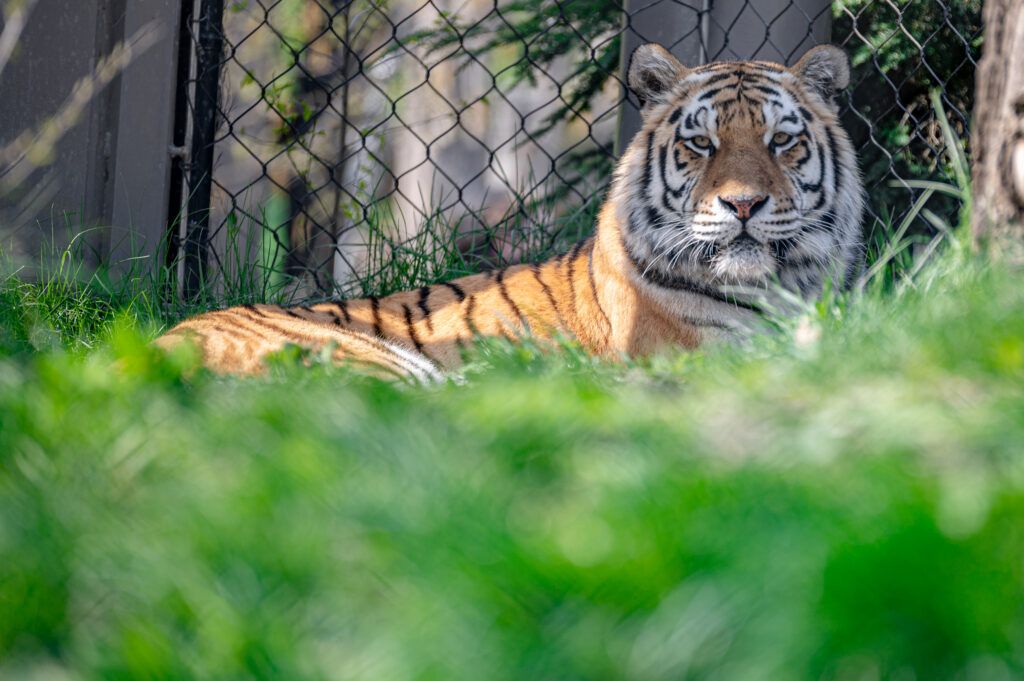 Majestic Tiger Wallpaper: Serene Predator in Natural Foliage