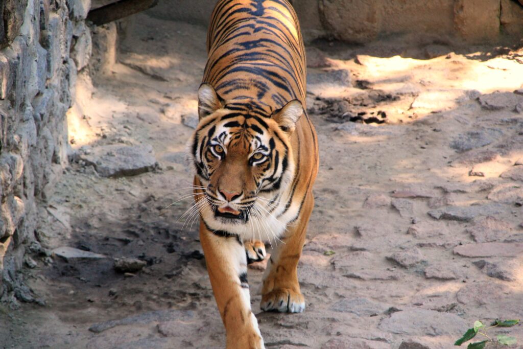 Majestic Tiger Walking Towards Viewer: Striking Wallpaper Background
