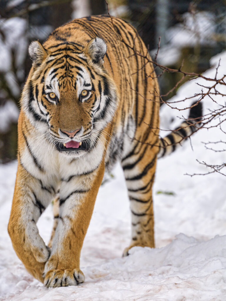 Majestic Tiger in Snowy Landscape – Vibrant Wildlife Wallpaper