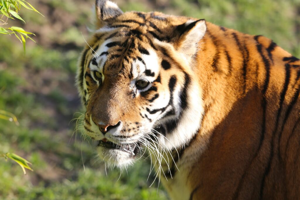 Majestic Tiger Wallpaper: Regal Presence & Intense Gaze in Nature