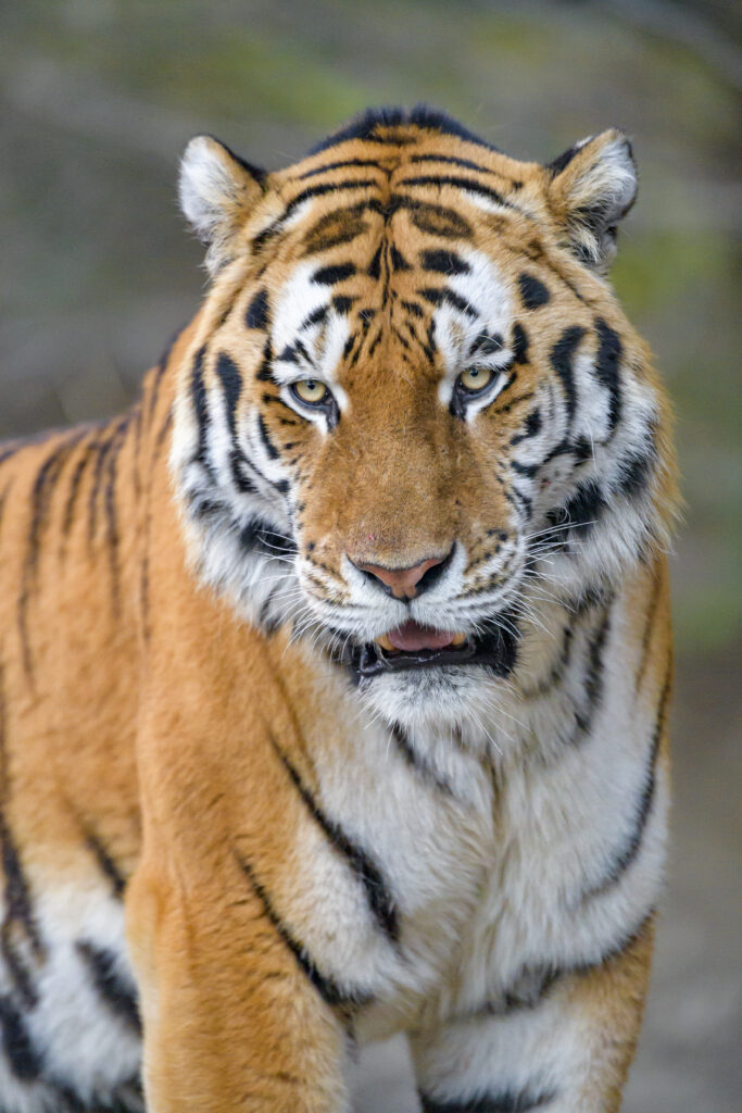 Majestic Tiger Wallpaper: Striking Stripes & Intense Gaze Background