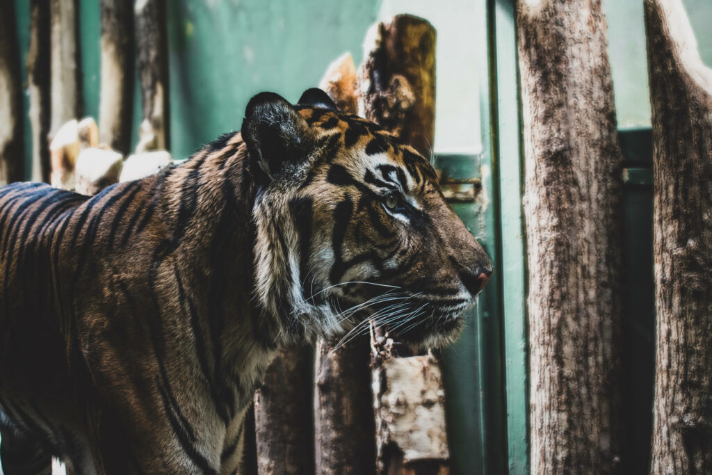 Majestic Tiger Wallpaper: Striking Stripes & Natural Backdrop