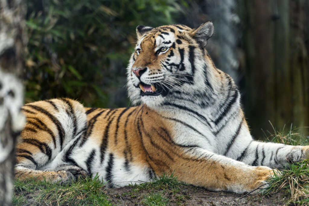 Majestic Tiger Wallpaper: Striking Stripes in Nature's Wild