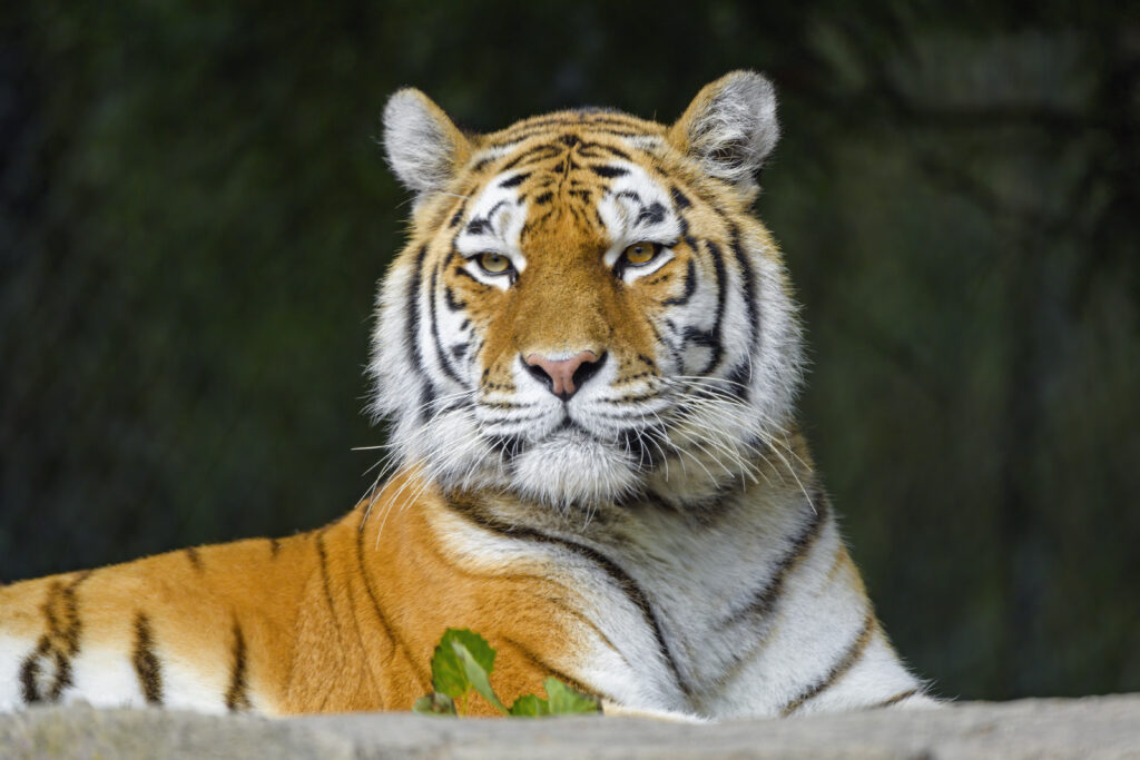 Majestic Tiger Wallpaper: Striking Stripes & Powerful Presence