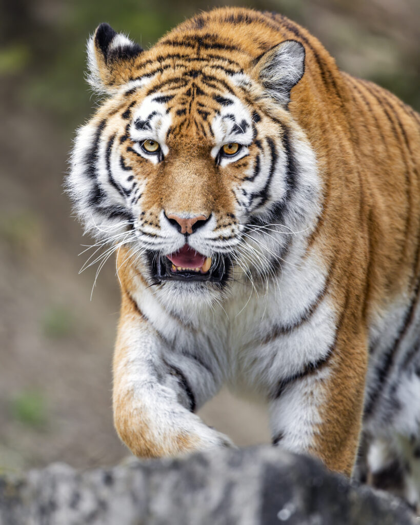 Majestic Tiger Wallpaper: Striking Stripes & Powerful Presence