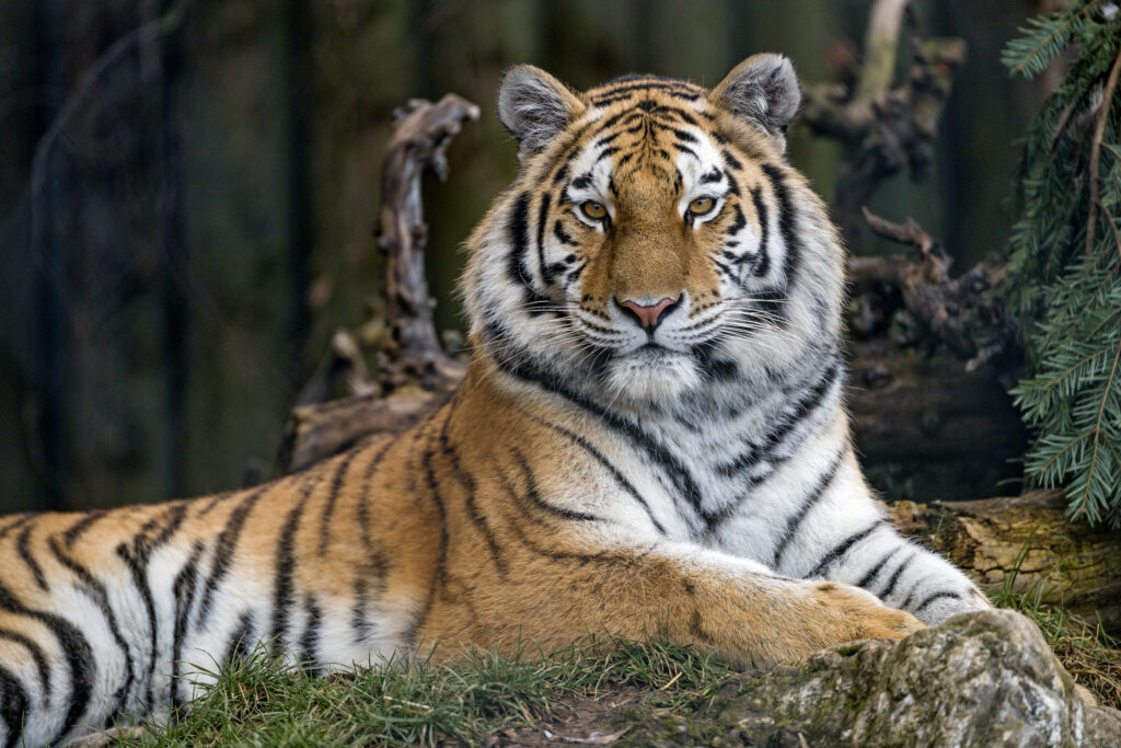 Majestic Tiger Wallpaper: Striking Stripes & Intense Gaze Background