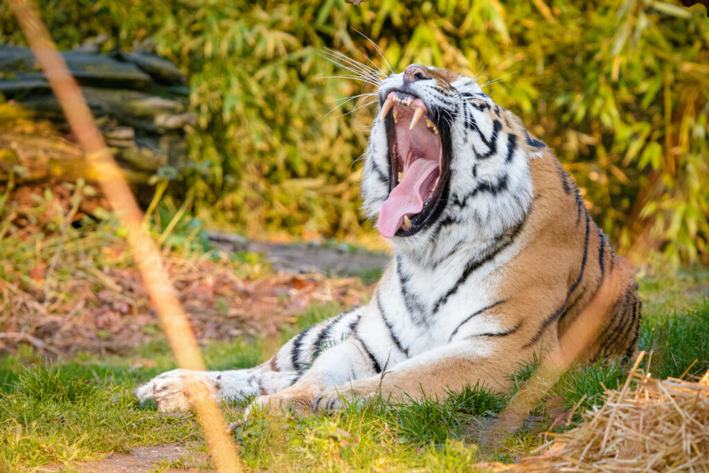 Majestic Tiger Wallpaper: Striking Stripes & Natural Beauty