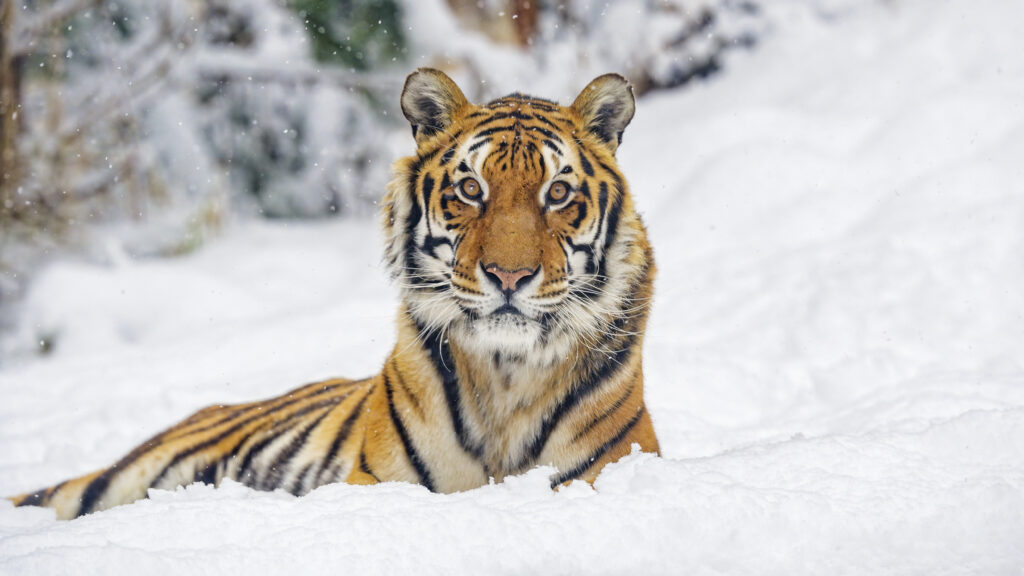 Majestic Tiger Stripes Against Serene Snowy Landscape Wallpaper