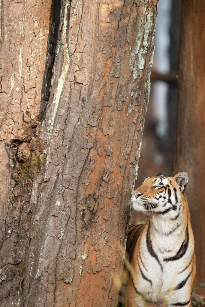 Majestic Tiger Amid Textured Tree Bark - Wild Beauty Wallpaper