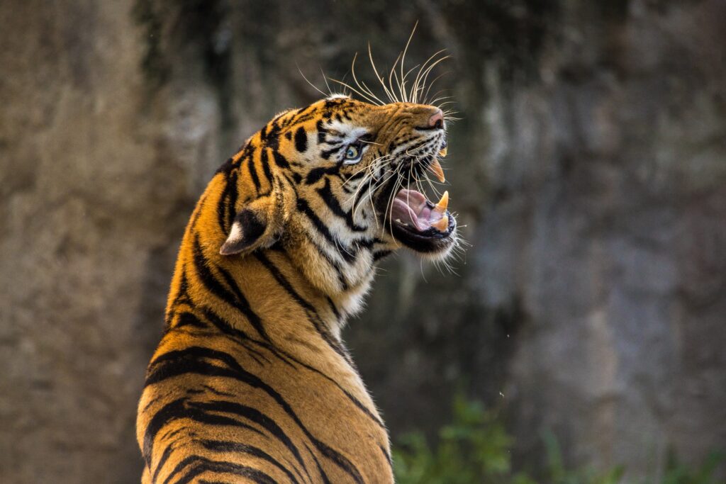 Majestic Tiger Wallpaper: Fierce Predator in Stunning Detail