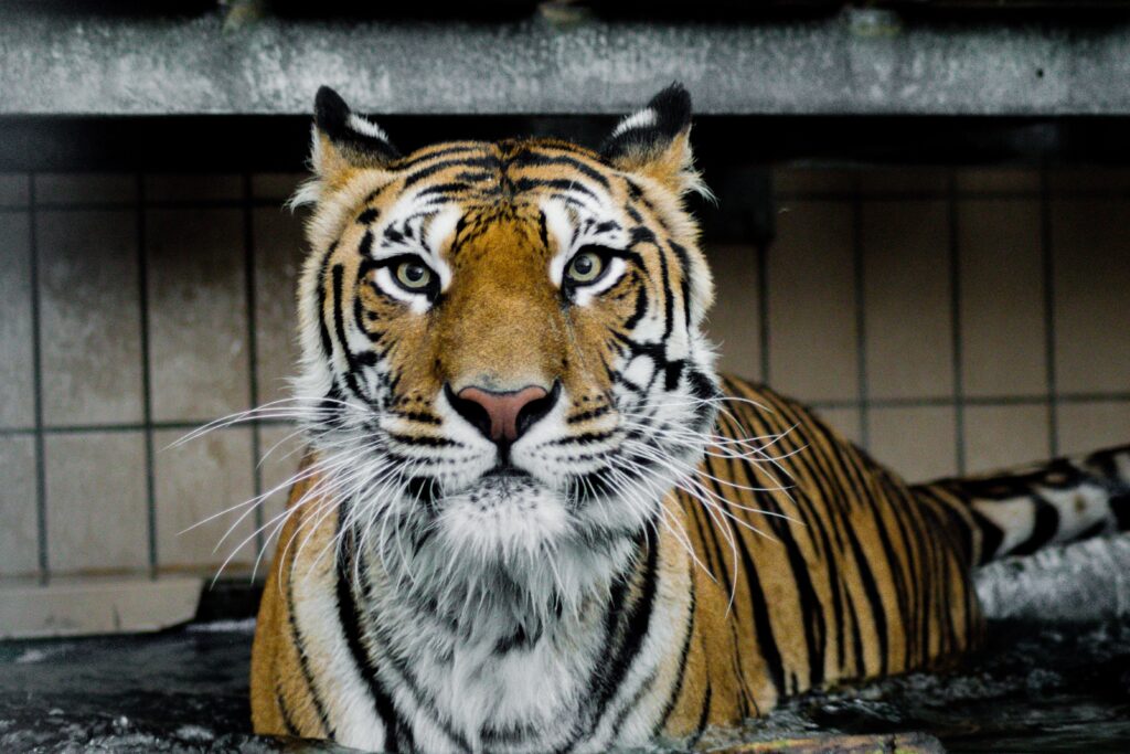 Stunning Tiger Wallpaper - Captivating Gaze & Detail in High-Res
