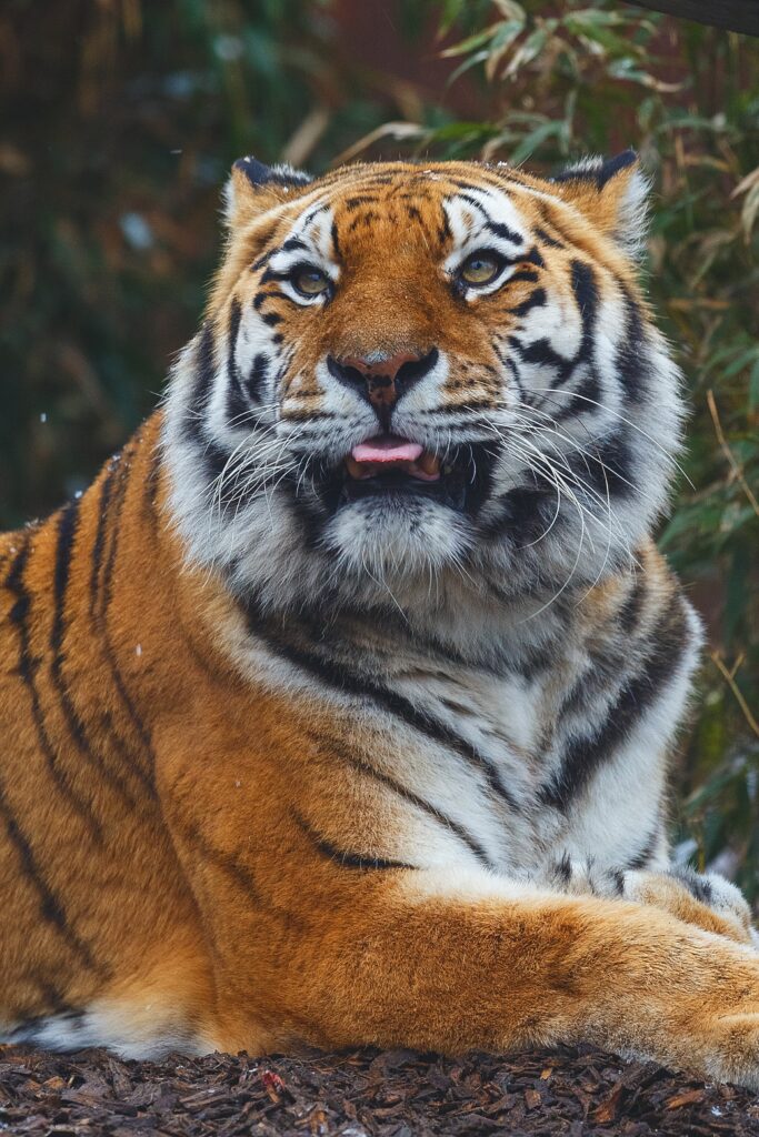 Majestic Tiger Wallpaper: Vibrant Stripes & Natural Setting