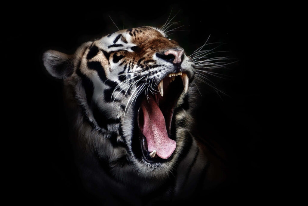 Majestic Tiger Yawning Close-Up on Dark Background: Intricate Fur Patterns Wallpaper