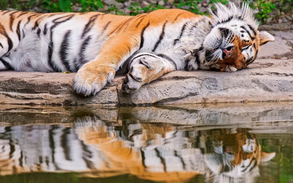 Majestic Tiger Resting by Water: Serene Reflection at Water's Edge Wallpaper