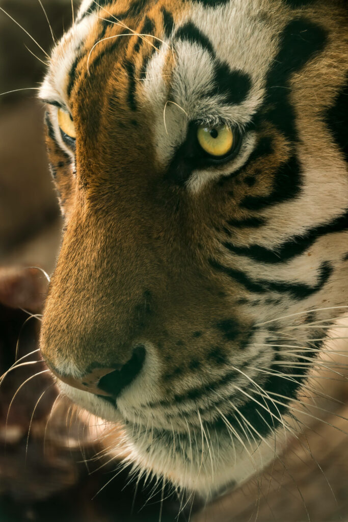 Majestic Tiger Close-Up Wallpaper: Intense Gaze & Intricate Fur