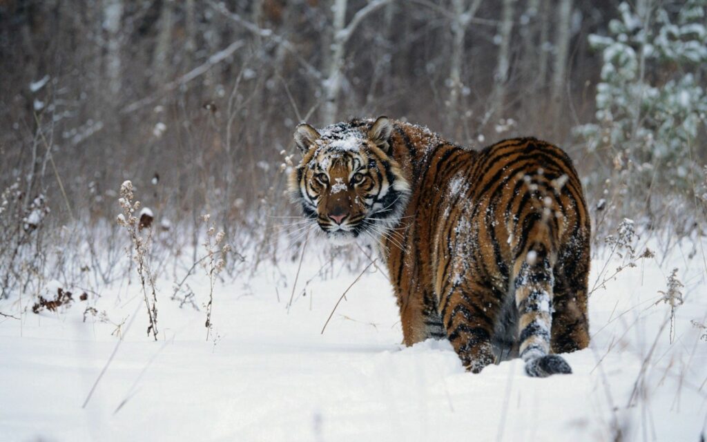 Majestic Tiger in Snowy Winter Landscape Wallpaper for a Stunning Background