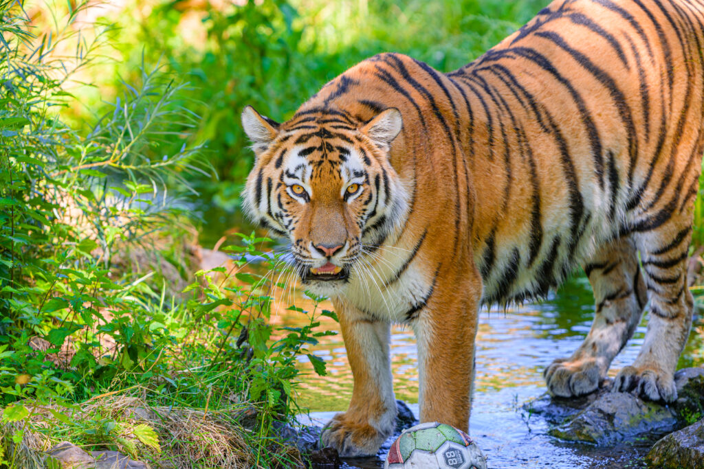 Majestic Tiger in Stream: Striking Stripes & Lush Greenery Wallpaper