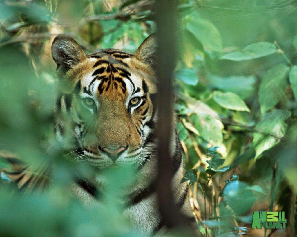 The Elusive Beauty: A Majestic Tiger Embraced by Lush Verdure in the Heart of the Wildlife Wallpaper