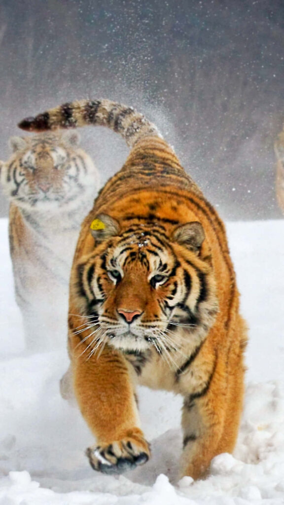 Majestic Tigers Racing in Snowy Landscape - Powerful Wallpaper Background