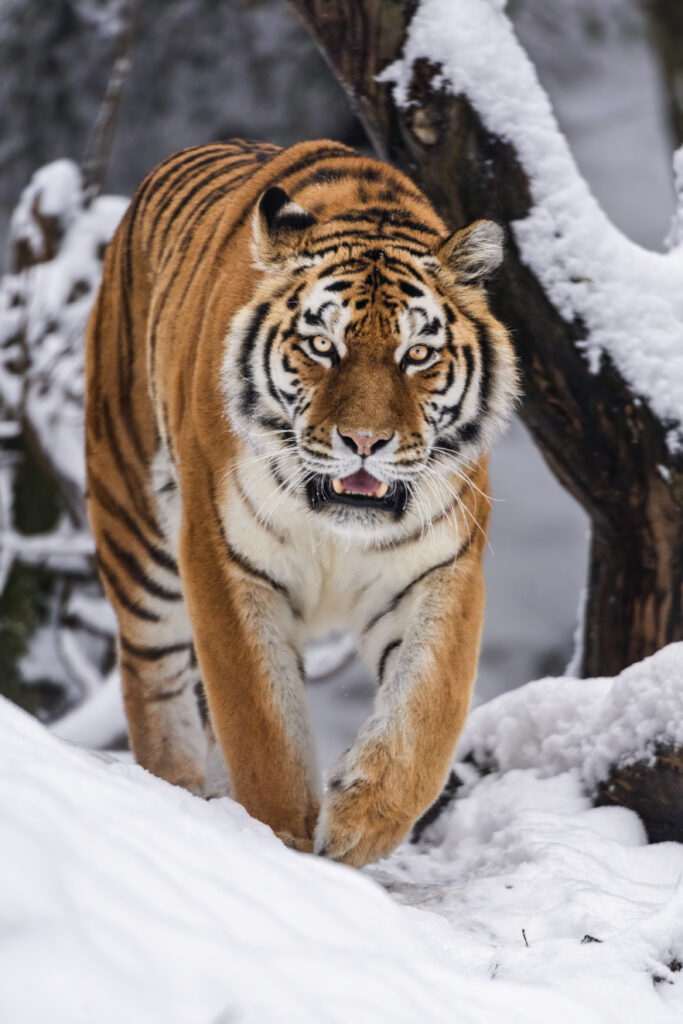 Majestic Tigress in Snowy Landscape – Stunning Wallpaper Background