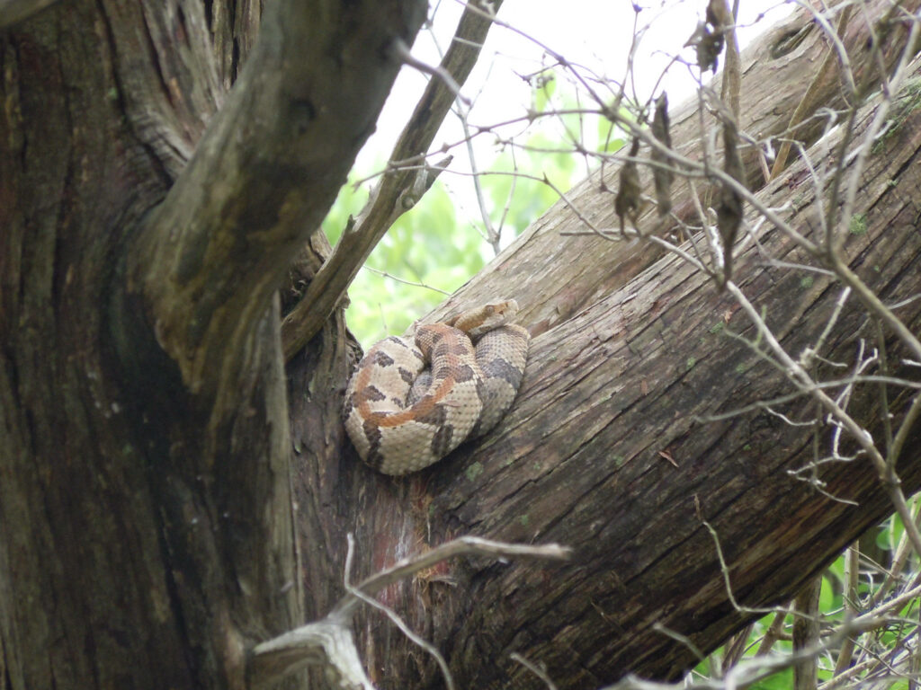 Majestic Timber Rattlesnake Wallpaper - Nature's Serene Beauty