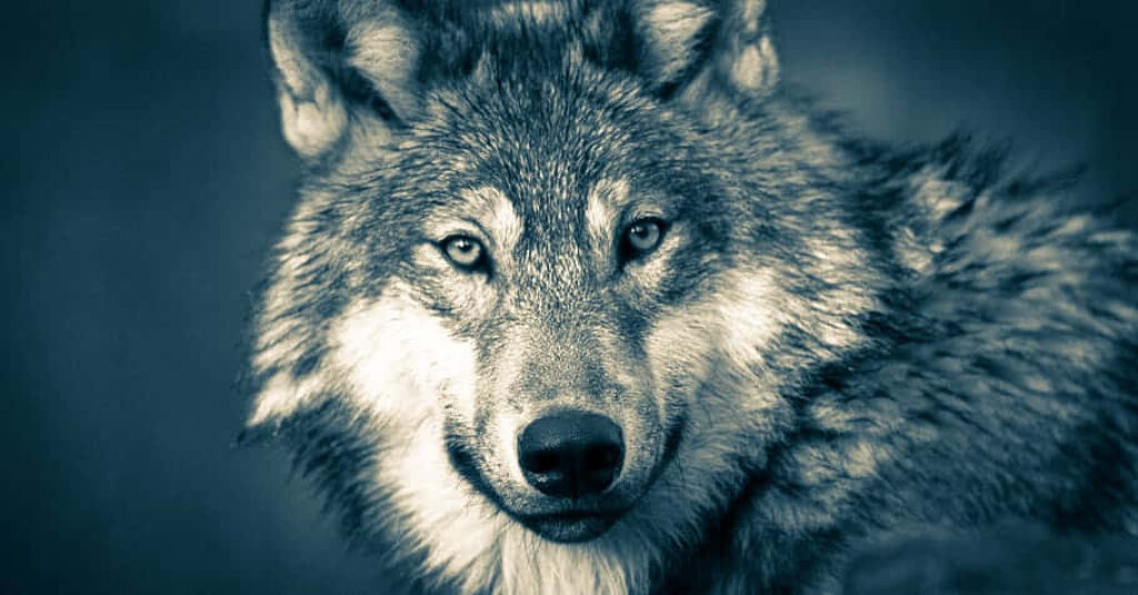 Majestic Timber Wolf Wallpaper: Realistic Forest Background